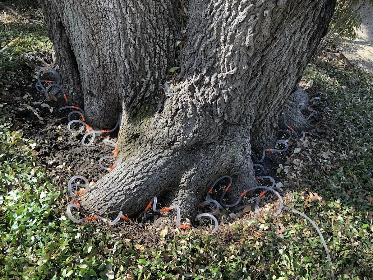 Detailed Tree Cabling and Bracing job site in Moro