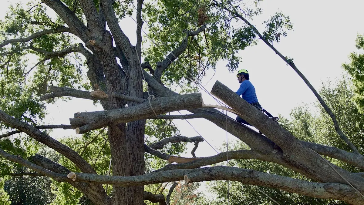 Professional Crown Thinning performed by certified arborists in Moro
