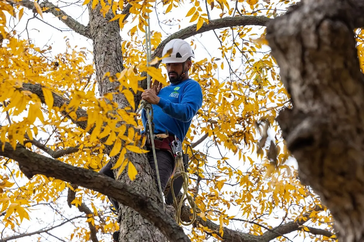 Skilled Storm Damage Cleanup crew working in Moro